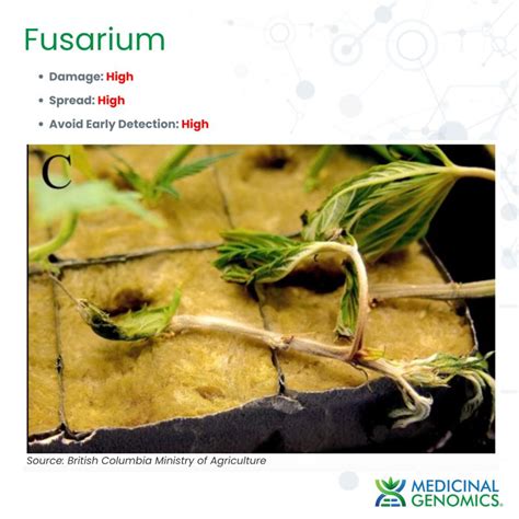 medicinal genomics fusarium